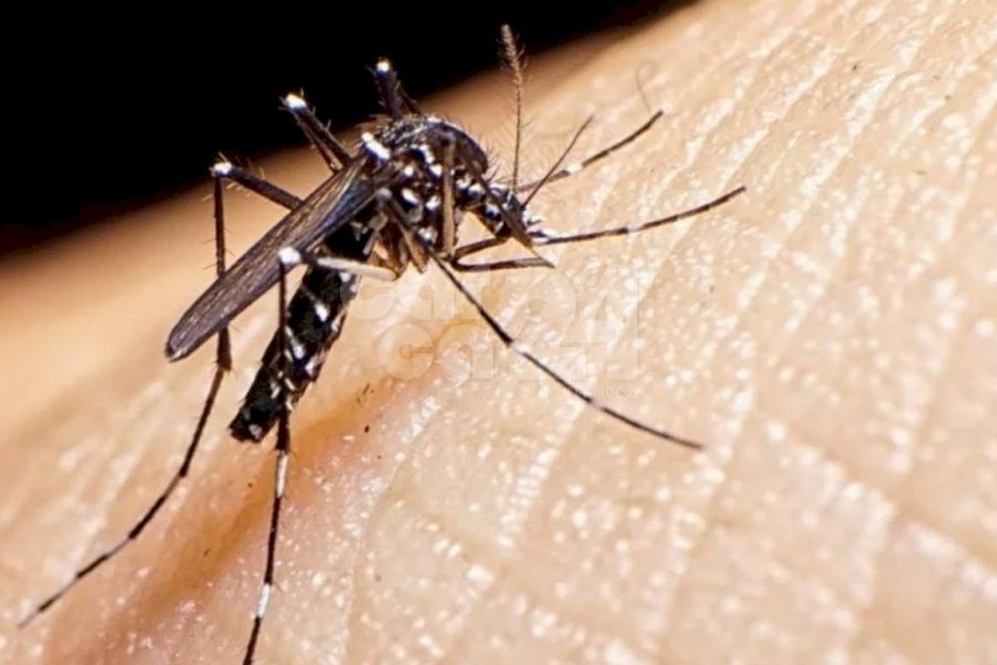 Aedes Aegypti Aedes Aegypti