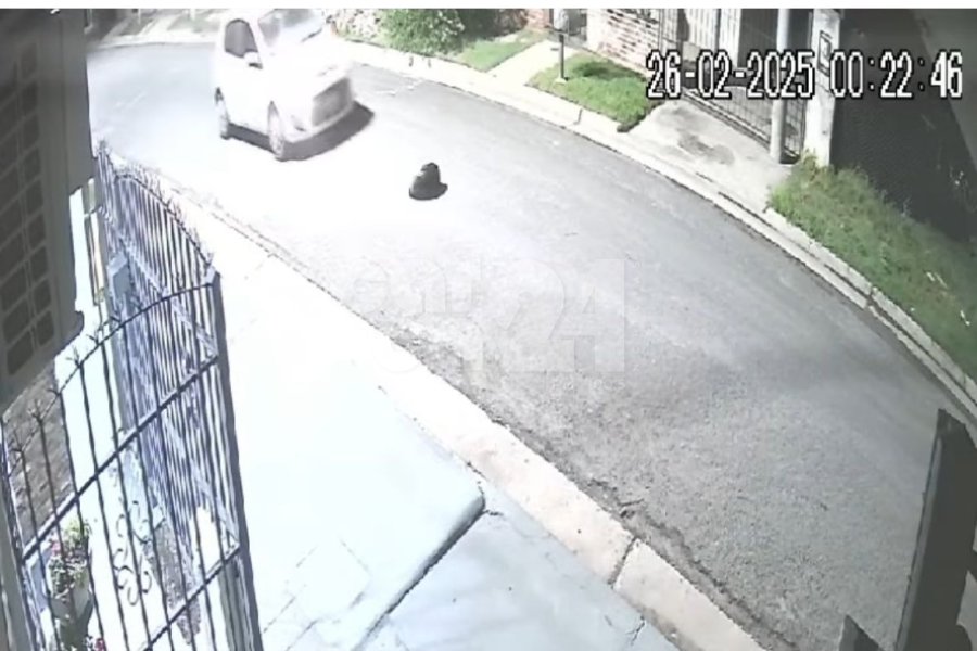 Negrita en el momento antes de ser arrollada Negrita en el momento antes de ser arrollada